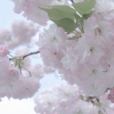 兽设古风元素融合Furry群